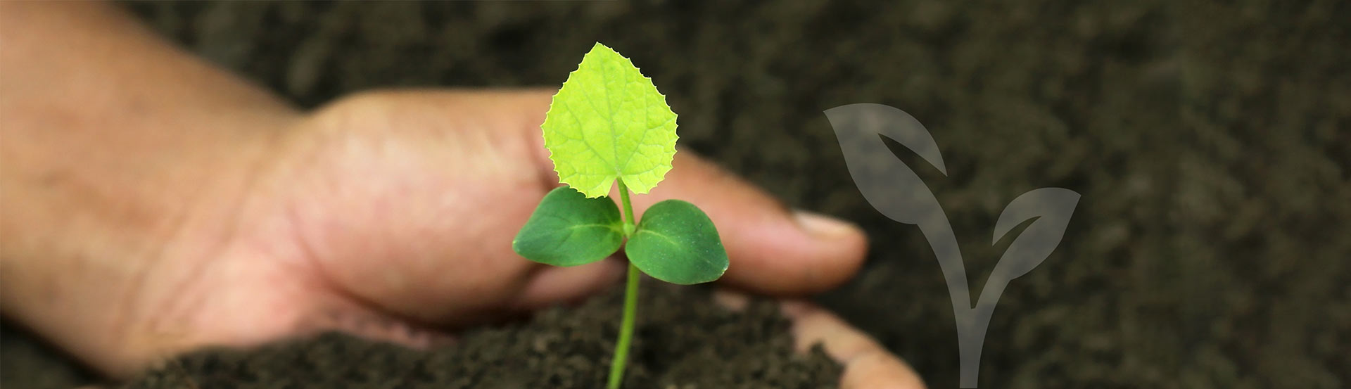 A seedling plant with hands scooping soil