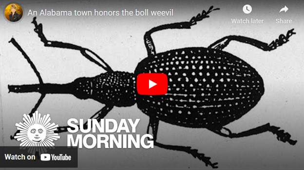 Cover of CBS Sun Morning show with a big boll weevil