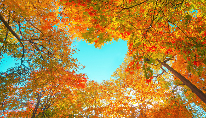 Canopy of trees making a heart shape as the opening