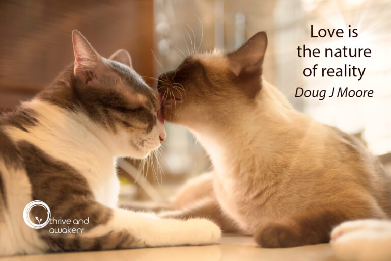 2 kittens grooming each other. Quote from Doug: Love is the nature of reality