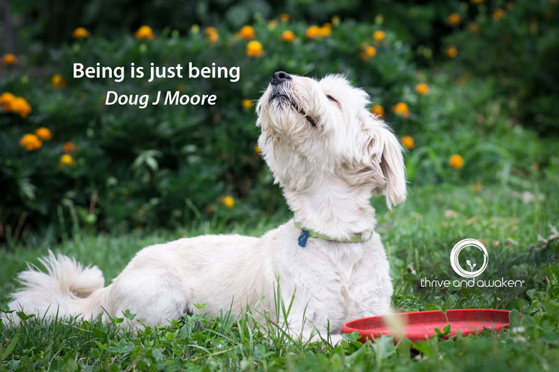 white dog looking up with eyes closed. quote from Doug: Being is just being