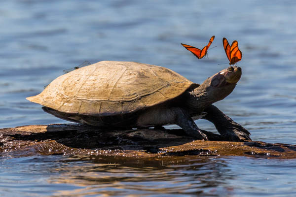 Turtle with two butterflies around its head