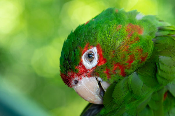 Green parrot