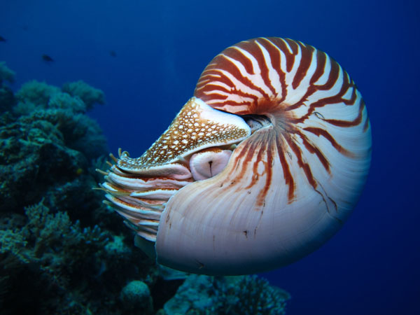 Nautilus shell
