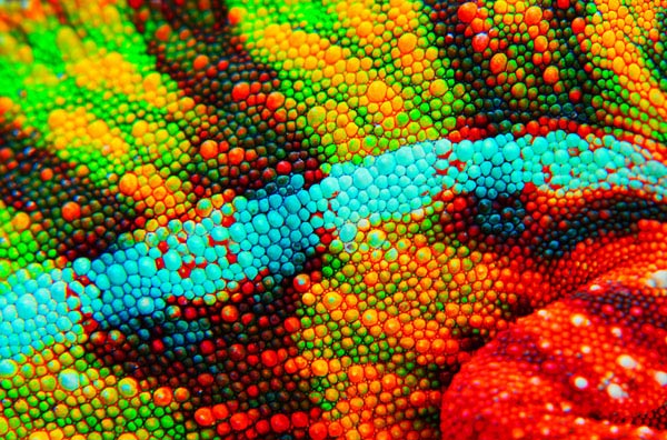 Colorful skin of a lizard