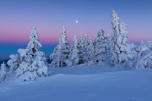 Pine trees covered with snow