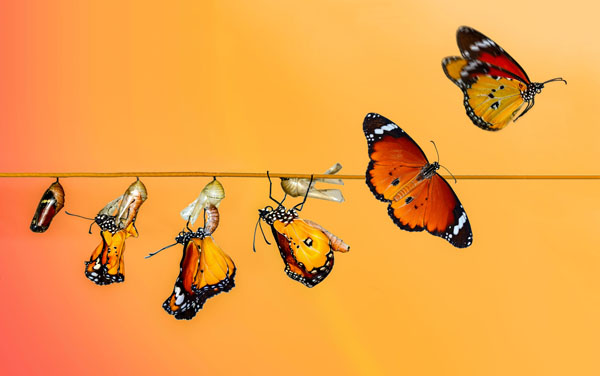 The different stages a butterfly's metamorphis