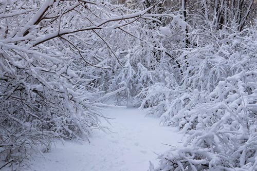 Winter trail