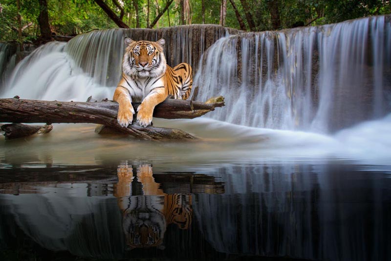 Tiger resting by waterfall