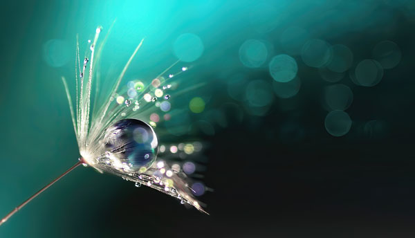 Drop of dew on flower
