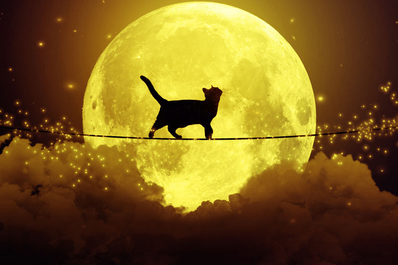 cat walking on a rope across the moon
