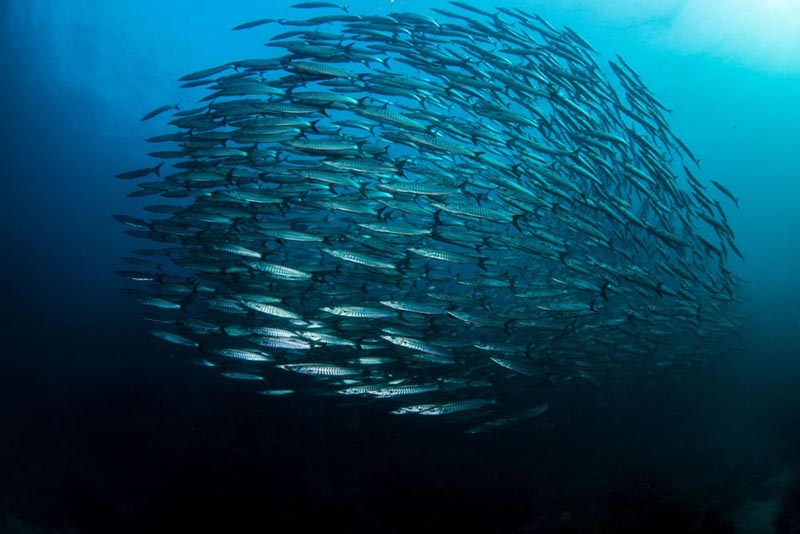 School of fish
