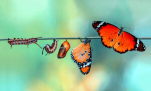 Monarch butterfly in different stages