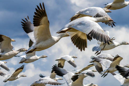 Snow geese