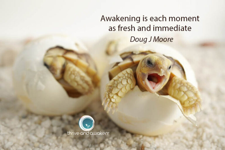 Two turtles emerging from their shells. Quote from Doug: Awakening is each moment as fresh and immediate
