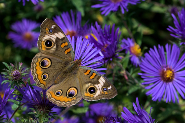Butterfly resting on purple leaves