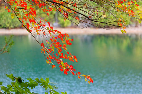 Fall leaves in front of a calm pond