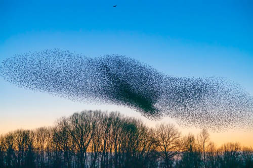 Flock of starlings