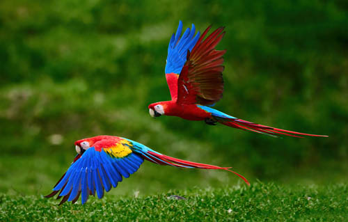 Two macaws flying beside each other