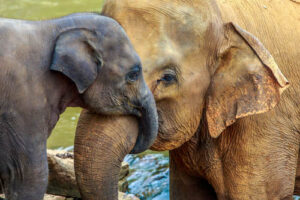 Elephants cuddling